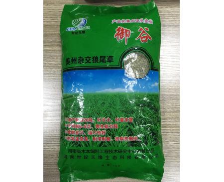 全國美洲雜交狼尾草—御谷